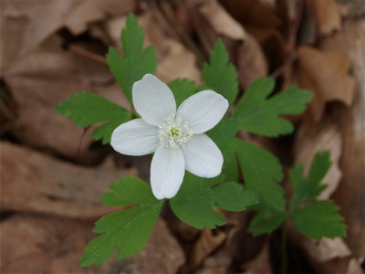 Anemone quinquefolia (Wood Anemone)