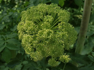 Angelica atropurpurea (Purple-Stemmed Angelica)