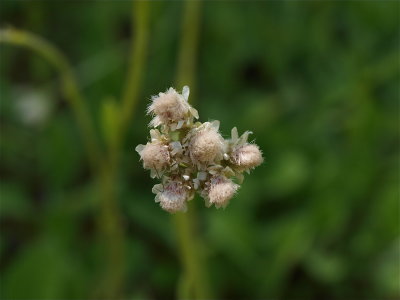 Antennaria species (Pussytoes)