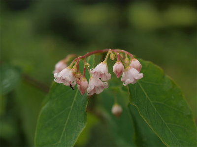 Apocynum androsaemifolium (Spreading Dogbane)