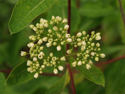 Apocynum cannabinum (Indian Hemp)