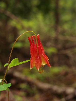 Aquilegia canadensis (Wild Columbine)