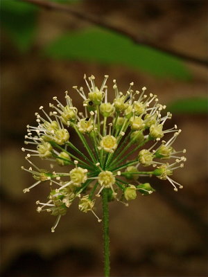 Aralia nudicaulis (Wild Sarsaparilla)