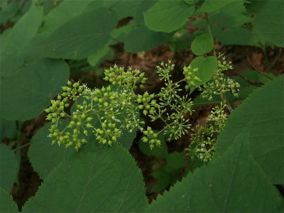 Aralia racemosa (Spikenard)