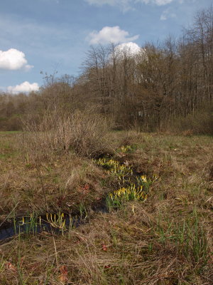 Appalachian Mountain Bog with Golden Club