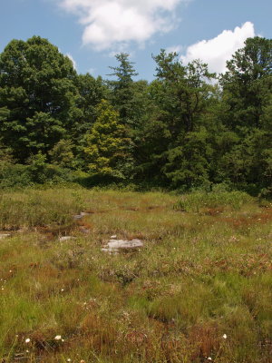 Appalachian Mountain Bog with Exposed Bedrock