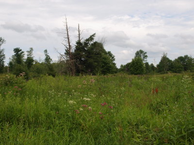 Floodplain Meadow with Cardinal-Flower