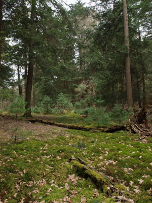 Coniferous Forest with Mossy Glade
