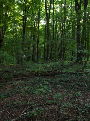 Young Hardwood Forest