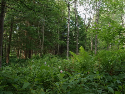 Glacial Fen - Swamp Forest with Showy Lady's-Slipper Orchid