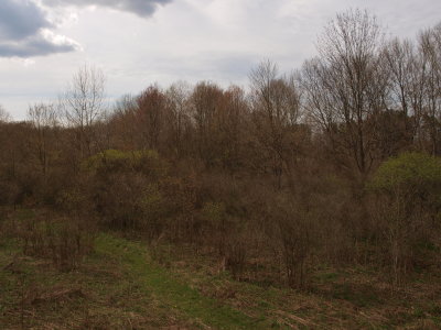 Successional Meadow, Shrubland, and Woodland