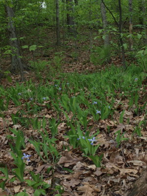 Hardwood Forest with Dwarf Crested Iris