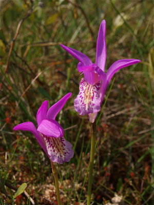 Arethusa bulbosa (Dragon’s-Mouth)