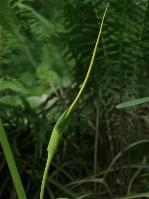 Arisaema dracontium (Green Dragon)