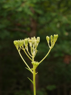 Arnoglossum atriplicifolium (Pale Indian-Plantain)