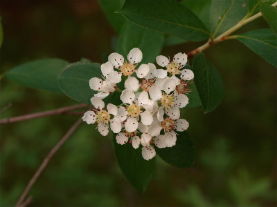 Aronia species (Chokeberry)