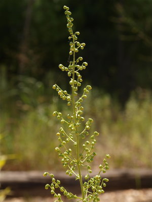 Artemisia campestris (Beach Wormwood)