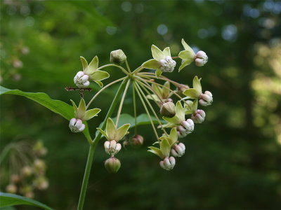 Asclepias exaltata (Poke Milkweed)