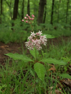 Asclepias quadrifolia (Four-Leaved Milkweed)