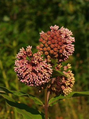 Asclepias syriaca (Common Milkweed)
