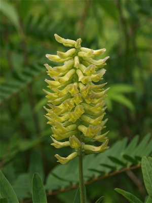 Astragalus canadensis (Canada Milk-Vetch)