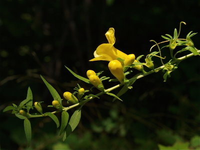 Aureolaria flava (Smooth Yellow False Foxglove) - Side View