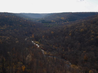 Deep Gorge with Young Forest