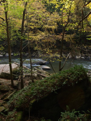 Stream in Rocky Gorge with Polypody Fern