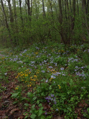 Forested Roadside with Blue Phlox and Golden Ragwort