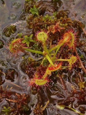 Drosera rotundifolia (Round-Leaved Sundew)