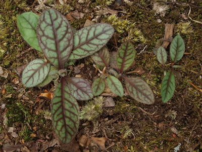 Leaves
