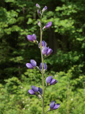 Baptisia australis (Blue Wild Indigo)