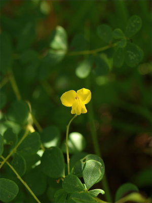 Baptisia tinctoria (Yellow Wild Indigo)