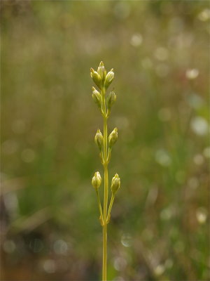 Bartonia virginica (Yellow Bartonia)