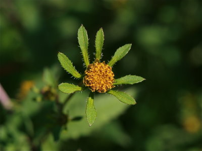 Bidens frondosa (Common Beggar-Ticks)