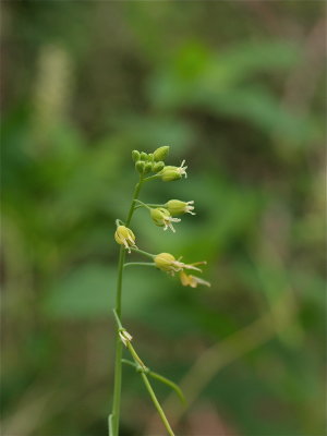 Boechera canadensis (Sicklepod)