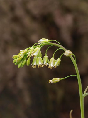 Boechera laevigata (Smooth Rock Cress)