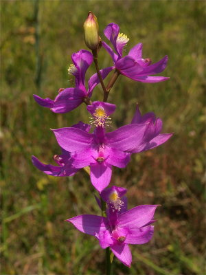 Calopogon tuberosus (Grass-Pink)
