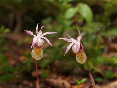Calypso bulbosa (Fairy-Slipper)
