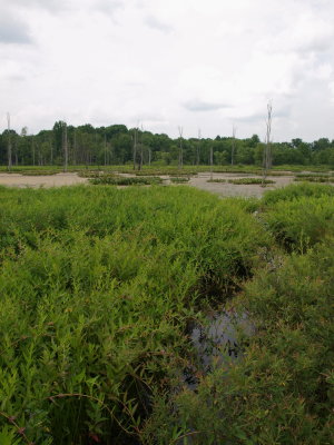Shrub Swamp and Marsh with Swamp Loosestrife