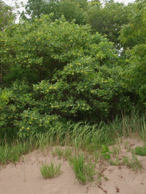g12/00/1032100/3/170114215.arPiDfsl.jpg