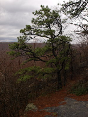 Rocky Upland Forest with Pitch Pine