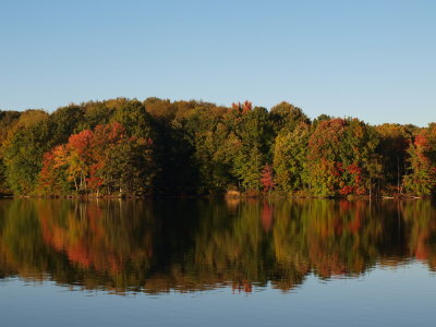Anthropogenic Lake - Forested Shore