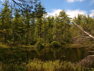 Glacial Bog - Pond and Coniferous Trees