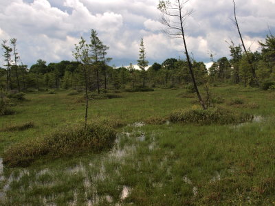 Glacial Bog - Open Mat with Pools