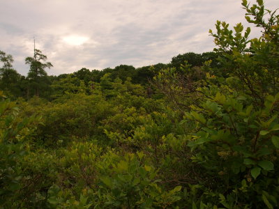 Glacial Bog - Shrub Swamp