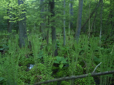 Glacial Bog - Swamp Forest