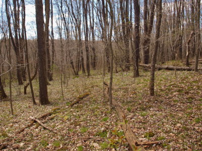 Glacial Fen - Adjacent Hardwood Forest with Spring-Beauty