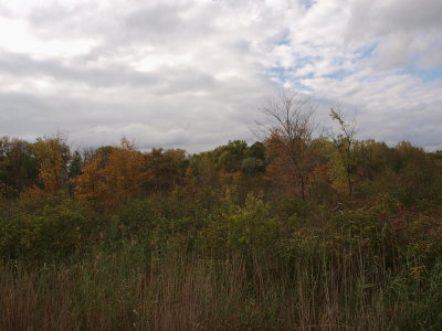 Shrub Swamp and Hardwood Forest