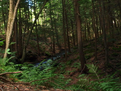 Stream in Hemlock Ravine